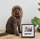 Pet Collar and Photo Frame